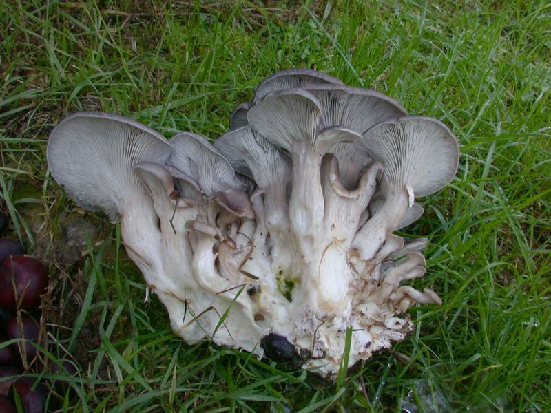 Nel parco sotto casa......